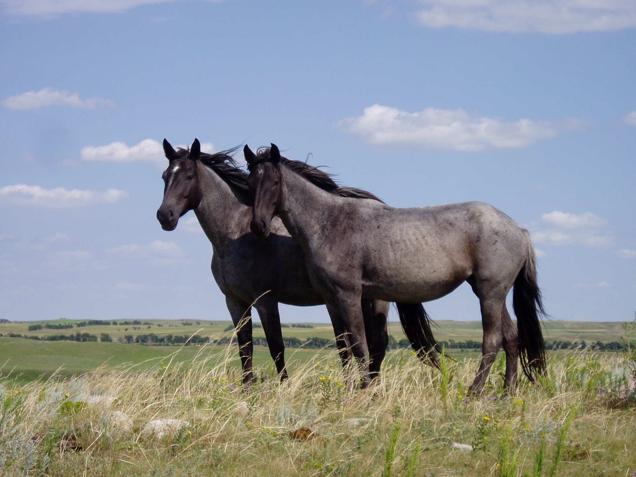 Nokota Horse